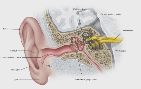 Ear and Canal anatomy graphic