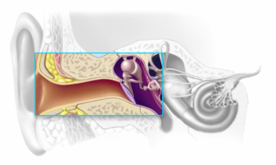 Ear Canal graphic